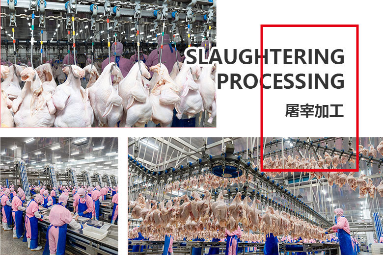 屠宰加工(gōng).jpg